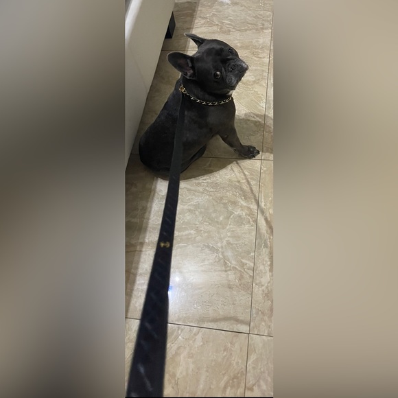 Sold Chanel Small Dog Leash - Picture 2 of 6